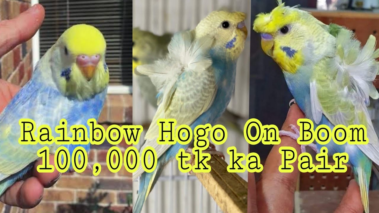 Normal Rainbow 🌈 sy rainbow Hogoromo kasy bnay in Urdu/Hindi cros breed
