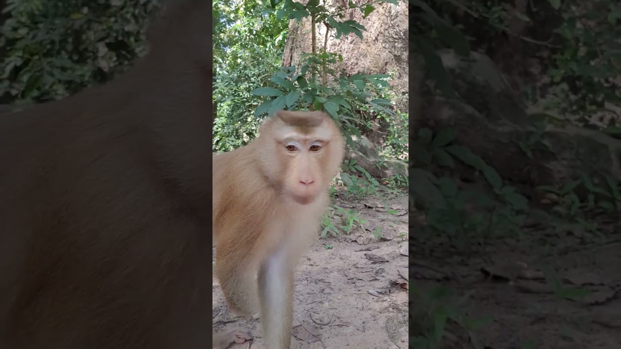 Pongo monkey #monkey #wildmonkey