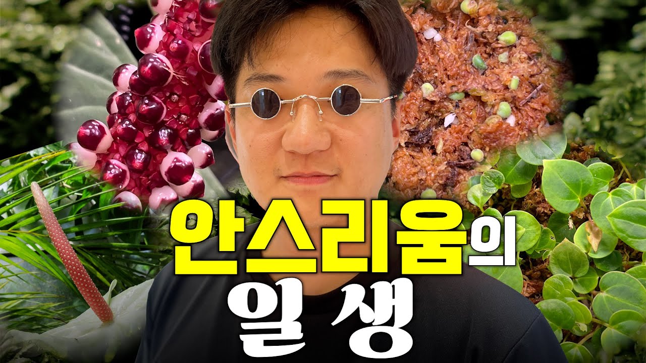 이걸 클릭 안하고 참는다고? ㅣ 원예 전문가가 말아주는 안스리움의 성장 과정