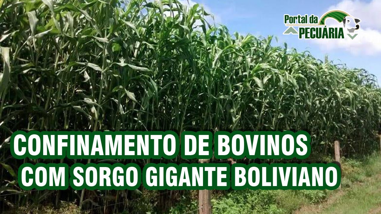 Confinamento de bovinos com sorgo gigante boliviano
