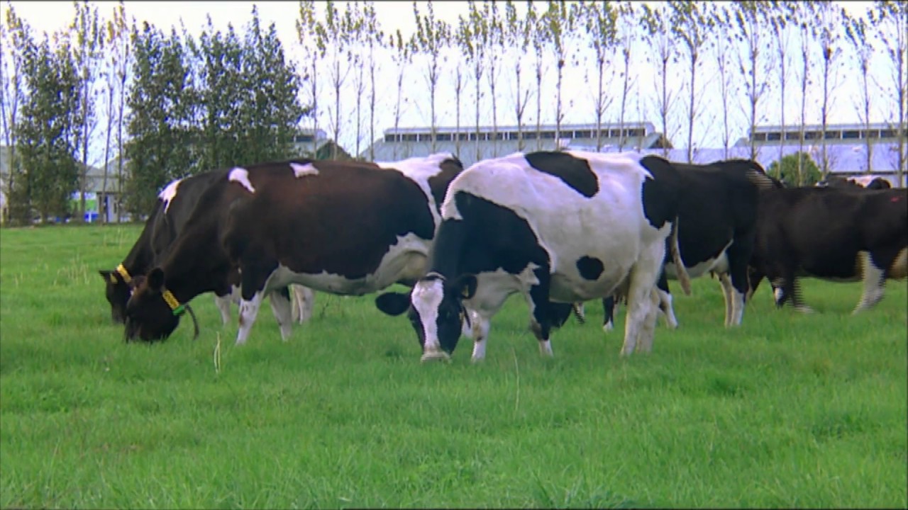 DairyNZ Supplement Research