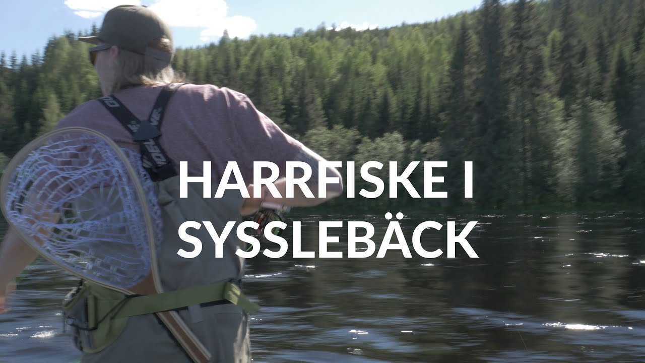 Harrfiske i Sysslebäck, Klarälven