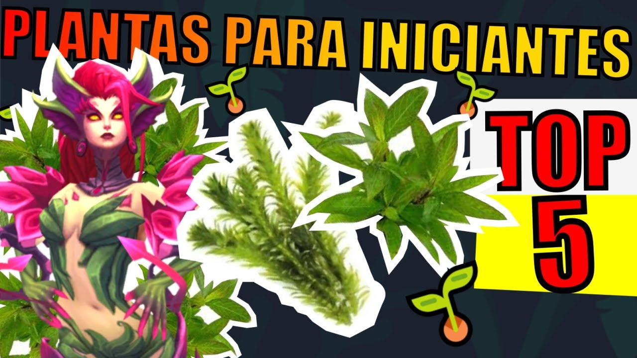 🔴5 PLANTAS FÁCEIS PARA INICIANTES ( PARA AQUÁRIOS ) |Mr. Betta|