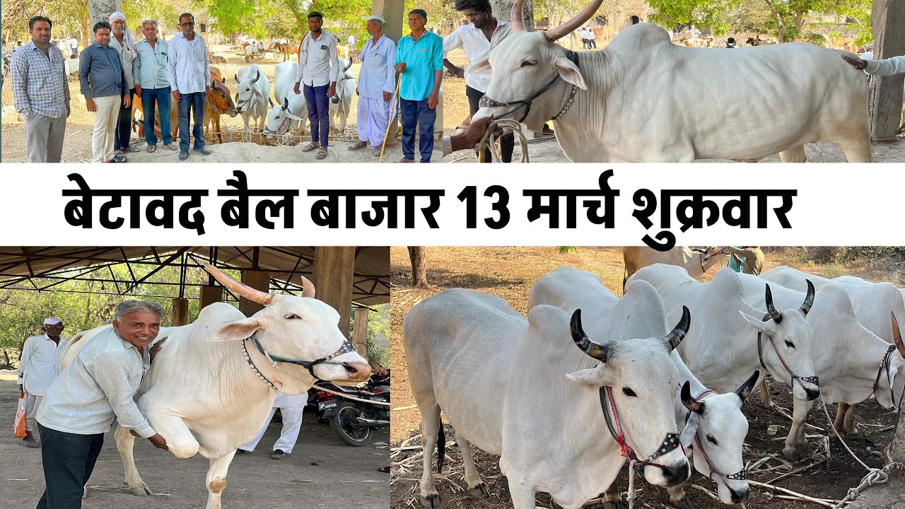 बेटावद बैल बाजार 🛑 13 मार्च शुक्रवार | माळवी, गावरान बैलाचा प्रसिद्ध बाजार #बैलबाजार 