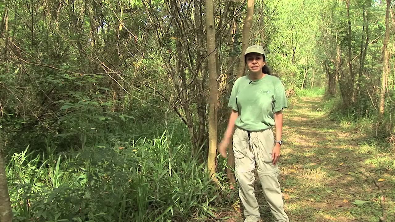 Reforestation in Brazil