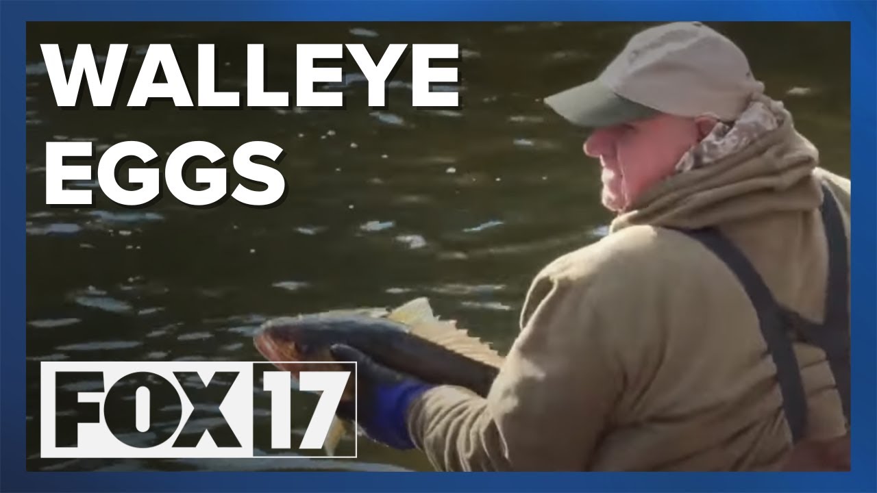 Take a look: Michigan DNR collects walleye eggs from Muskegon River