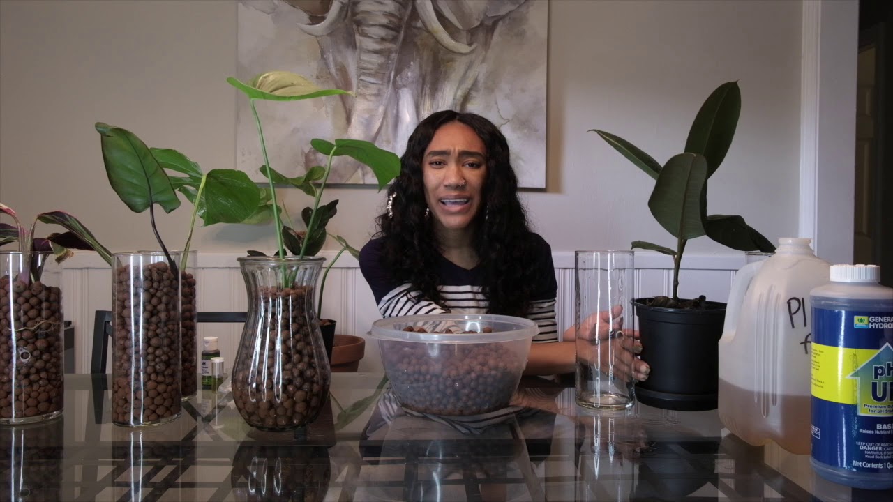 The Basics of LECA (Semi-Hydroponics) || Switching Plants from Soil to LECA