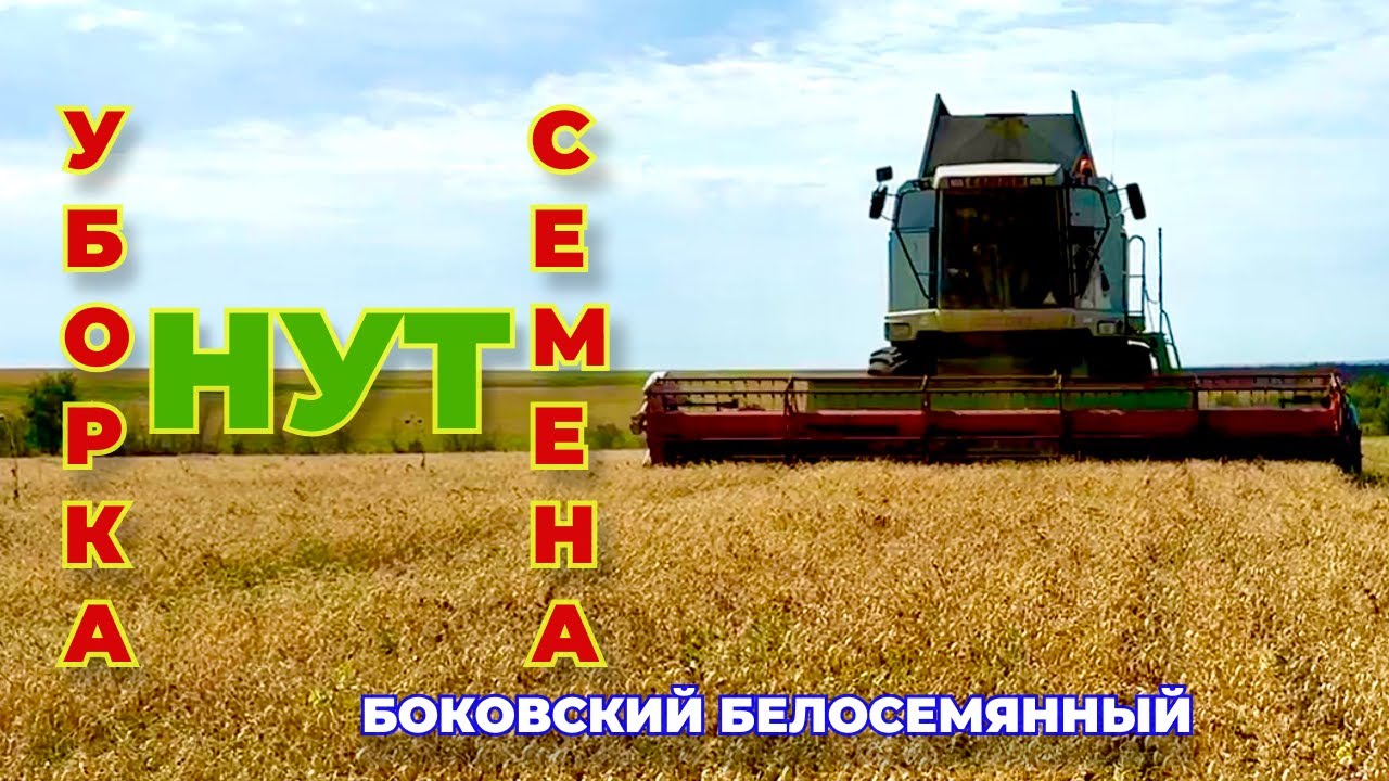 Крупный нут 8+. Боковский белосемянный.