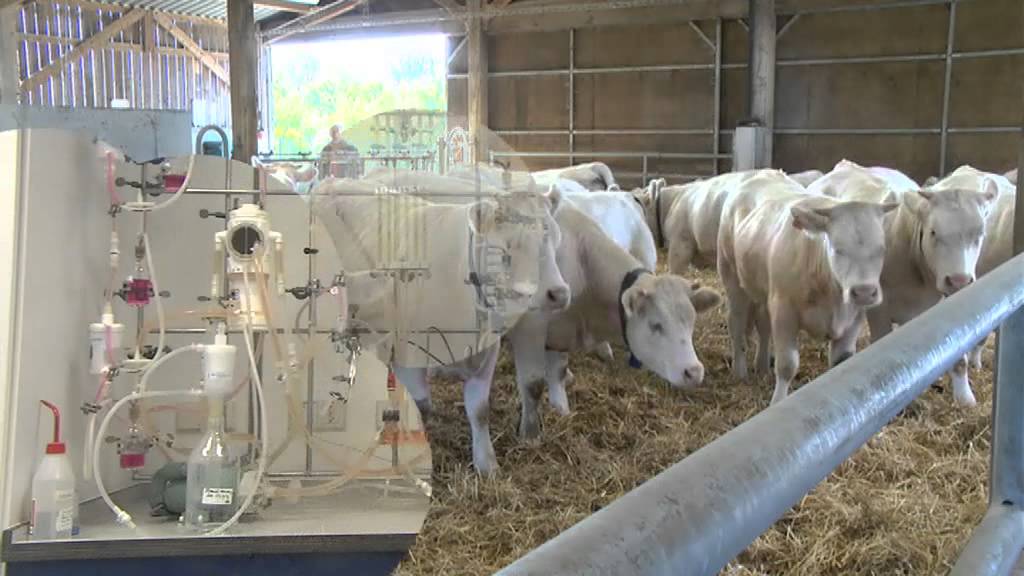 MSD ANIMAL HEALTH
