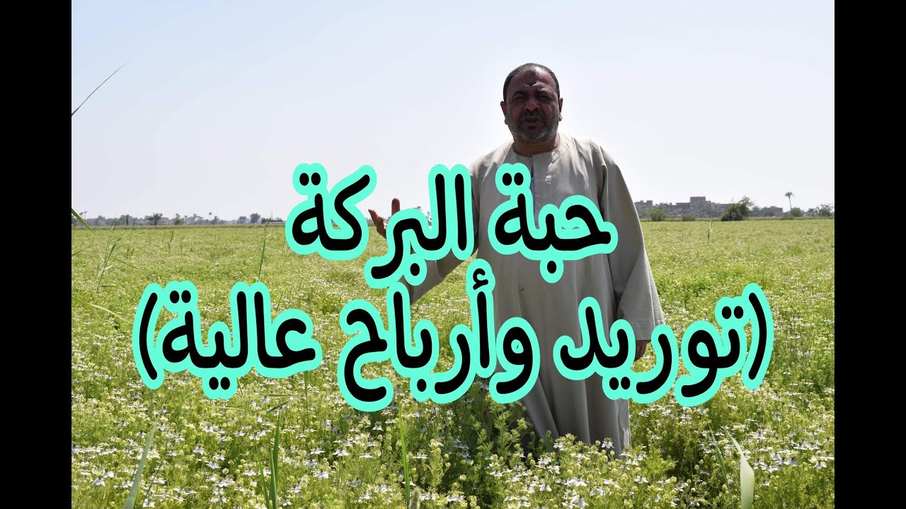 90 ألف جنيه أرباح زراعة فدان حبة البركة (2021)