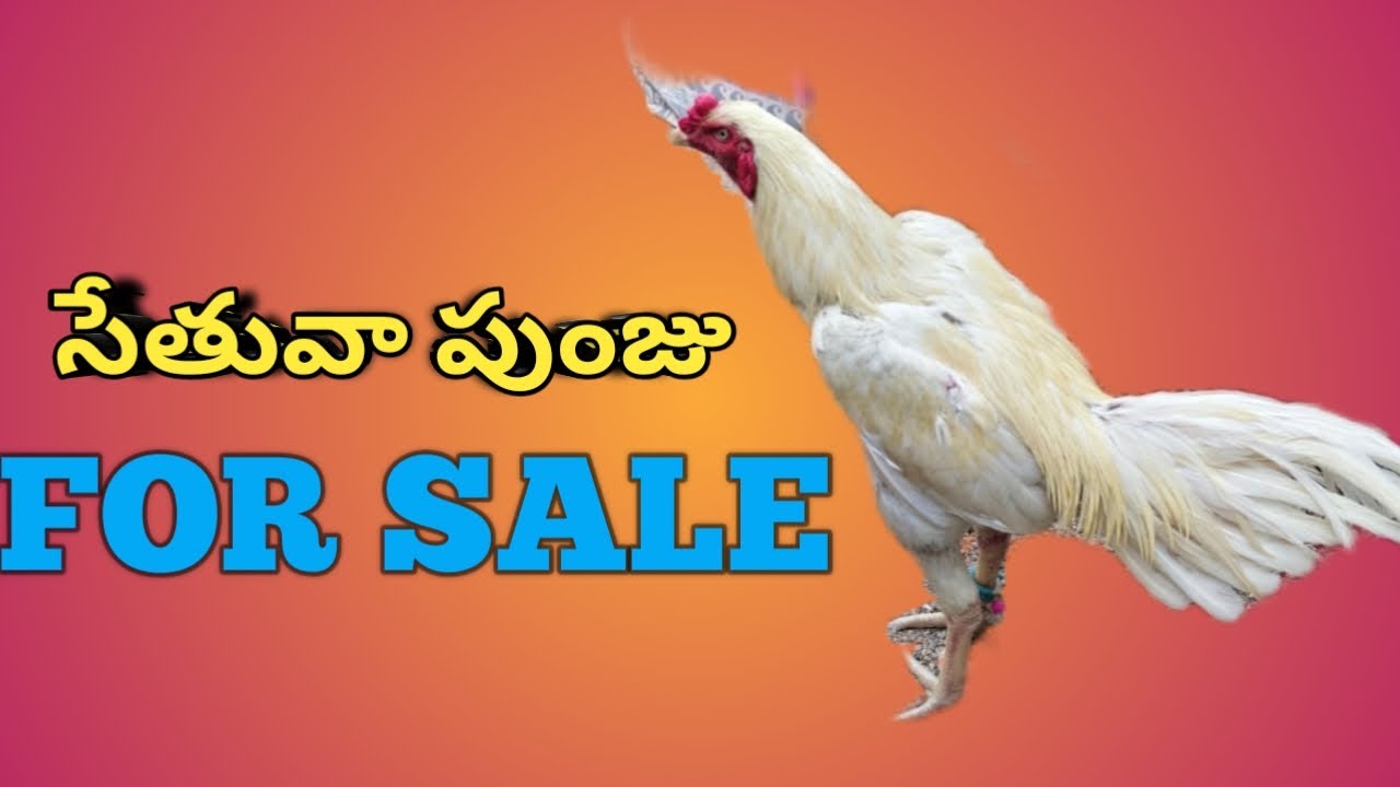 TOP QUALITY ||  SETHUVA PUNJU || FOR SALE ||63059 66807 || @Ss_farms_8822 ||