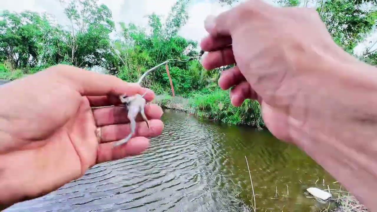 Cá vuông đầu mùa ăn mạnh giật đã tay