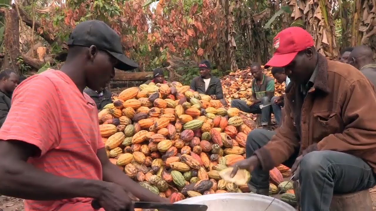 La culture du cacao au Ghana