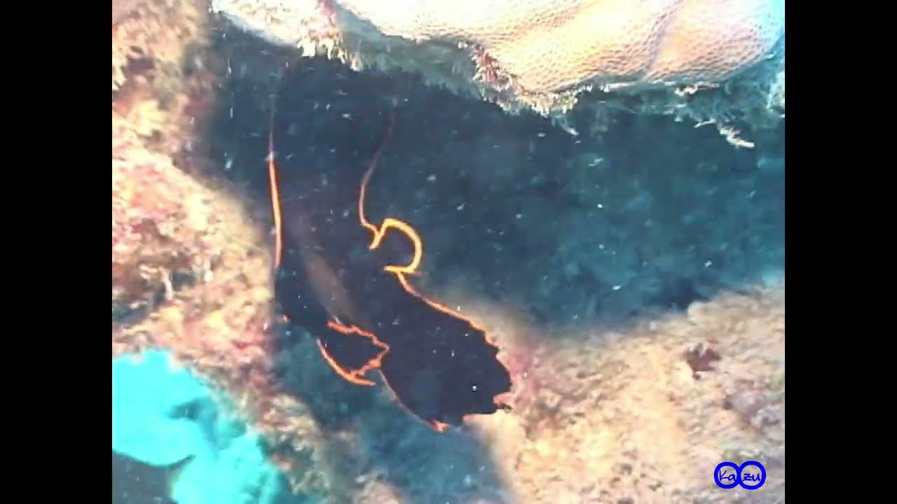 アカククリ 幼魚～成魚　Dusky batfish（Platax pinnatus）yg～ad