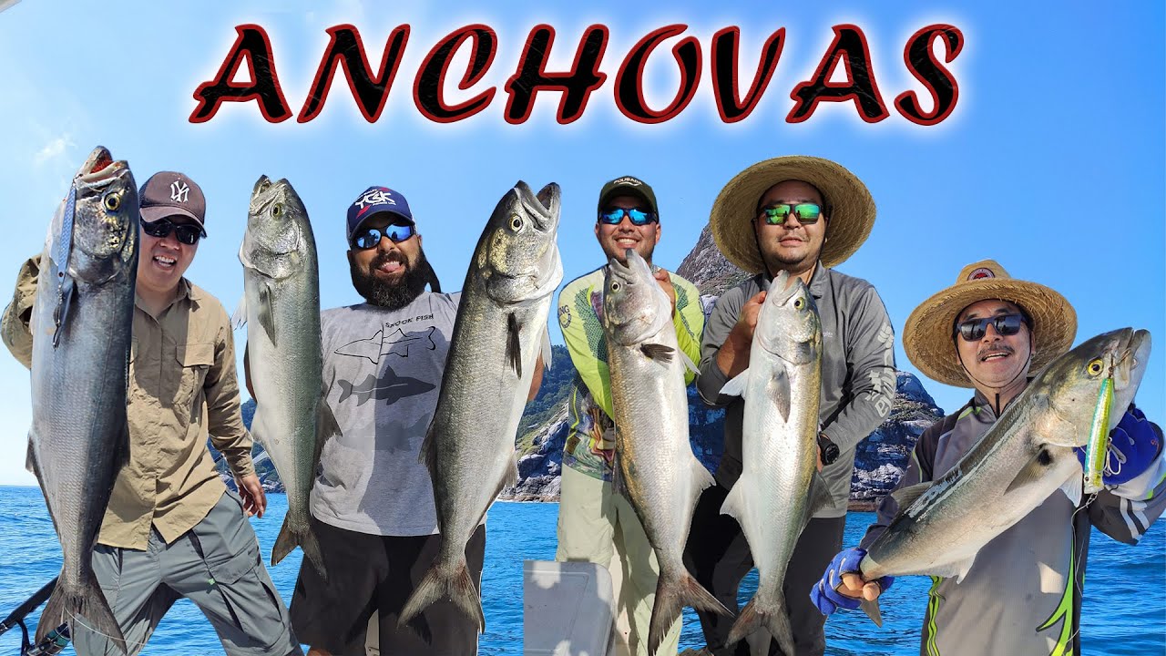Pescaria de Anchovas com Isca Artificial Jumping Jig e Superfície