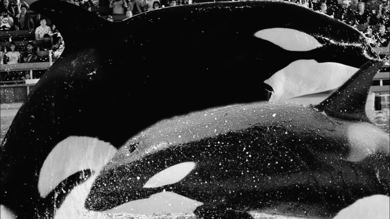 Deceased orca