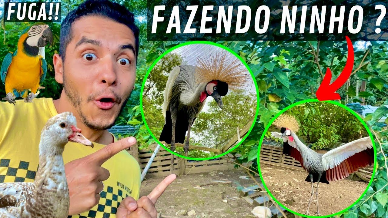 Fuga da Arara | Ninho Grou coroado | Atualizando Ninho das Patas | Aves Recriar