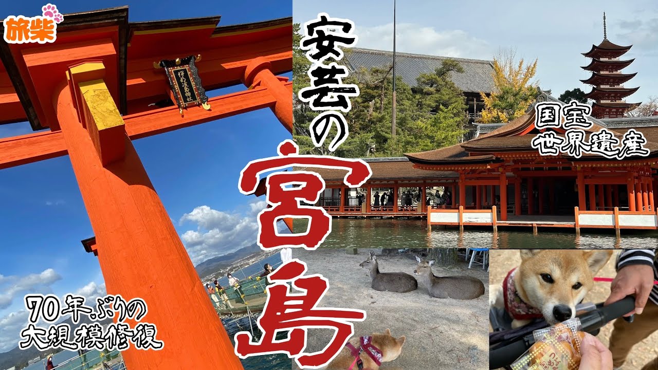 厳島神社 安芸の宮島 広島県【キャンピングカーで柴犬と車中泊】
