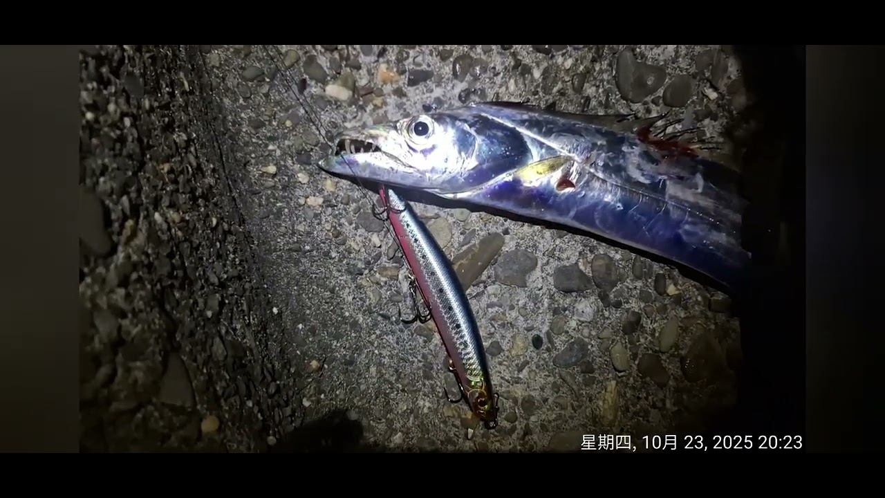 岸拋路亞2025.10.23，夜釣白帶魚（20:00～22:30），南部白帶魚開咬惹💯💯！還等什麼…衝呀～🤣🤣，米諾魔王一出手…便知有沒有🤣！風大浪大白帶魚咬餌爆炸兇💯💯！爽啦～🤣🤣
