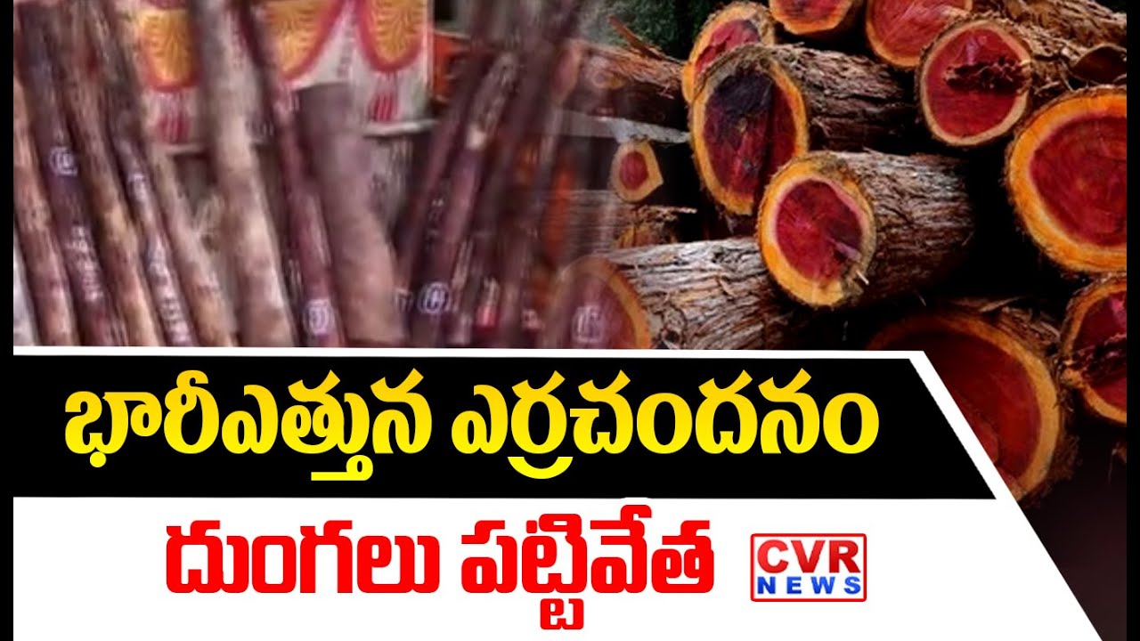 Kadapa District Red Sandalwood Seized : భారీఎత్తున ఎర్రచందనం దుంగలు పట్టివేత | CVR News