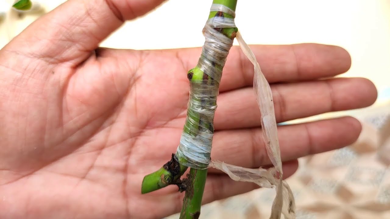 Approach/ contact grafting result /आम पर जोड़ कलम का परीणाम