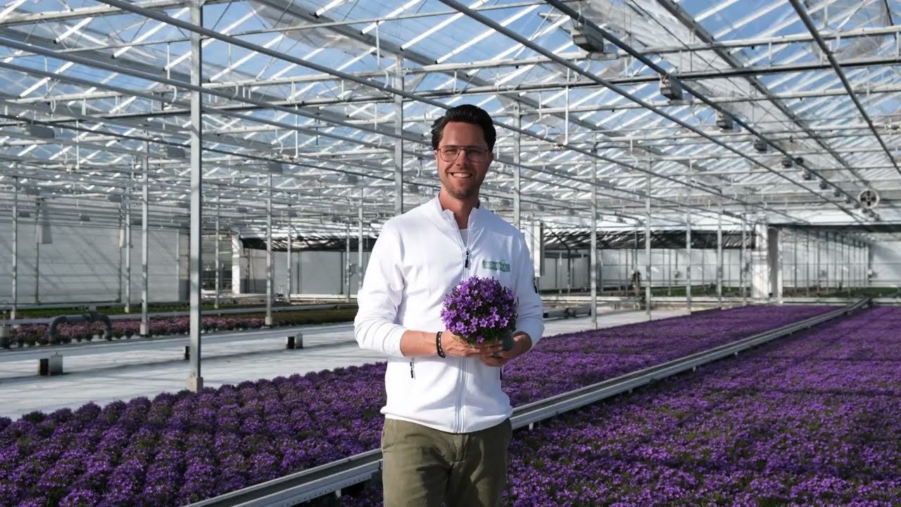 Addenda Campanula's with beneficial insects (EN)