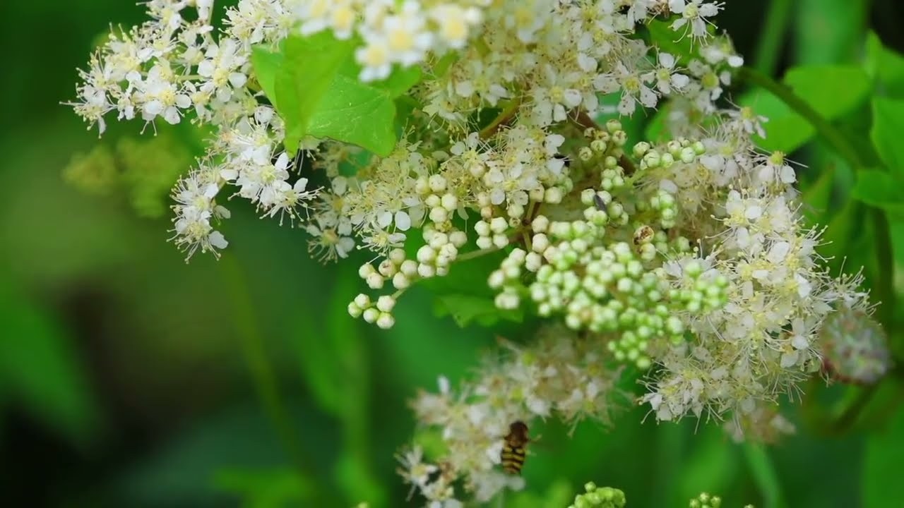 Peaceful Mountain River with Birds | Relaxing Ambient Music