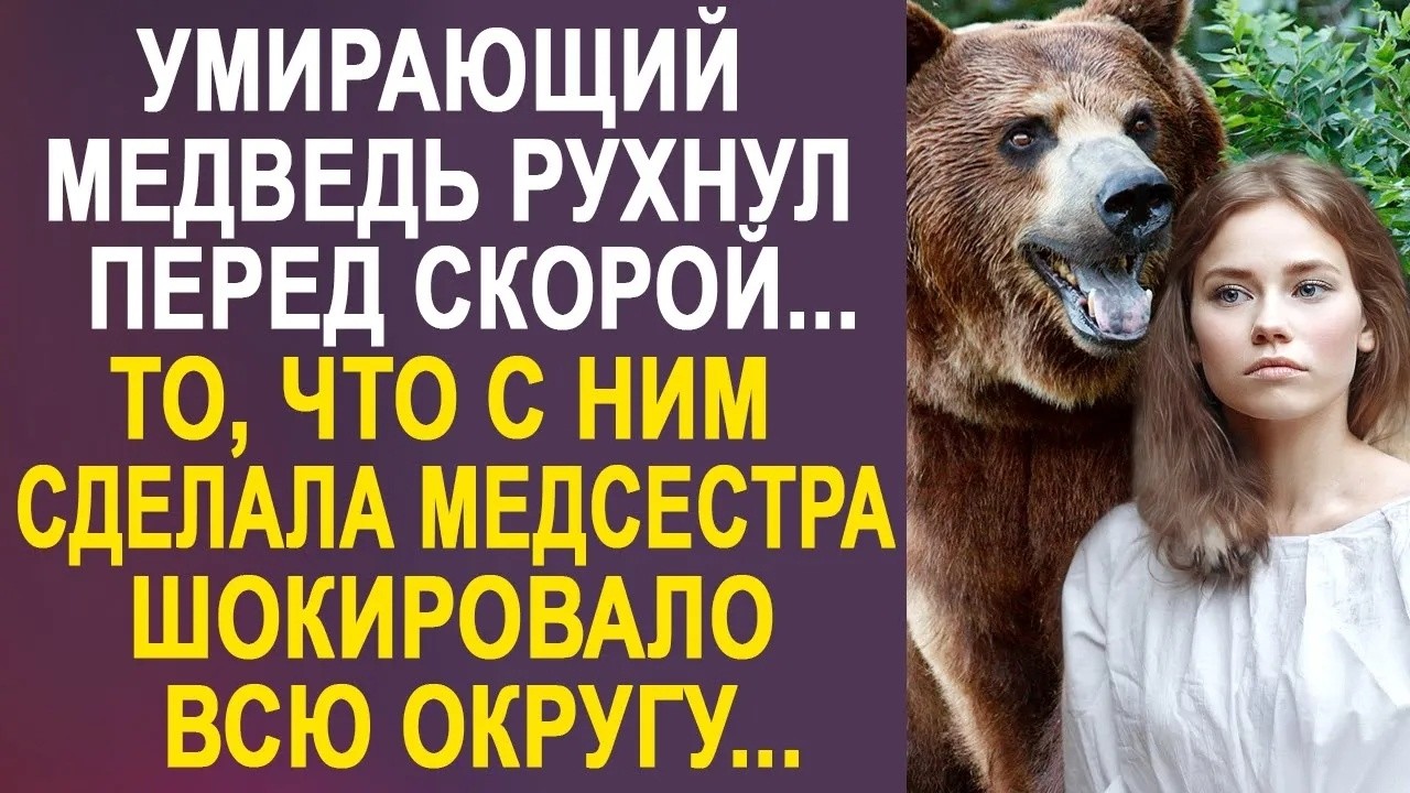 Медведь рухнул перед машиной скорой помощи  То, что с ним сделала медсестра, шокировало всю окру