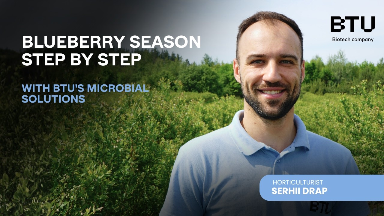 The Blueberry Season Step by Step. With BTU's Microbial Solutions