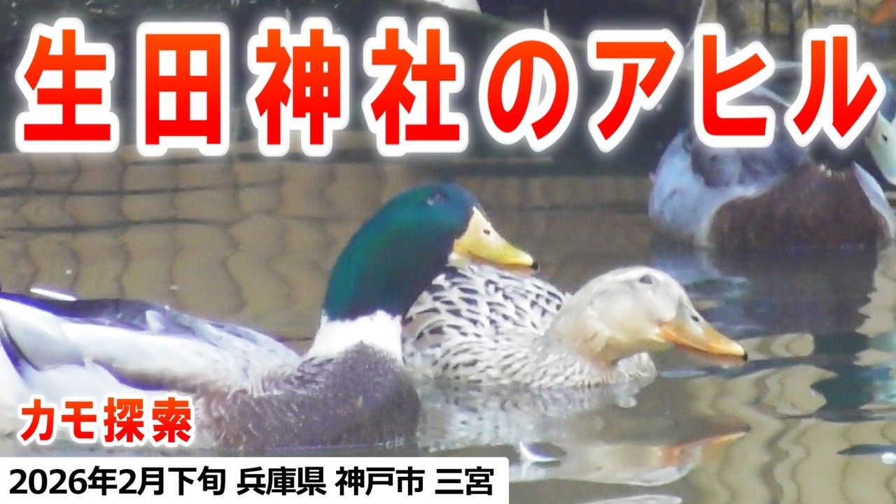 2026年2月下旬 カモ探索 in 神戸市三宮【生田神社・生田川】（アヒル、アオクビアヒル、カルガモ、ヒドリガモ、ホシハジロ）