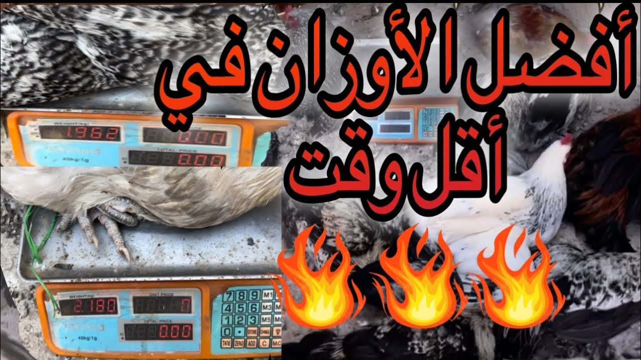 الحمد الله هذا هو الوزن لوصلت ليه فتسمين فروج خليط السلالات فأقل مدة كجاكم الوزن فعمر 3 أشهر ونصف