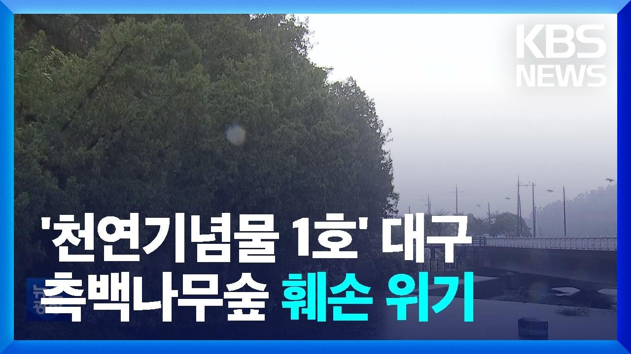 천연기념물 1호 대구 측백나무숲&hellip;넝쿨 감기고 &lsquo;고사&rsquo; / KBS  2022.10.05.