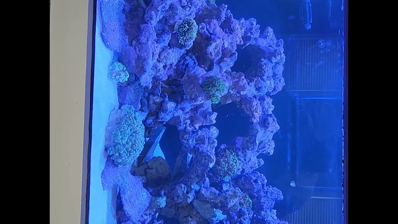 297 gallon plywood aquarium (Tank view and equipment list)