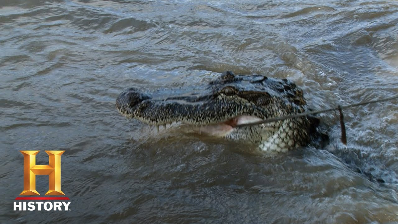Swamp People: Giant Gator Catch for Troy and the Boys (Season 8) | History