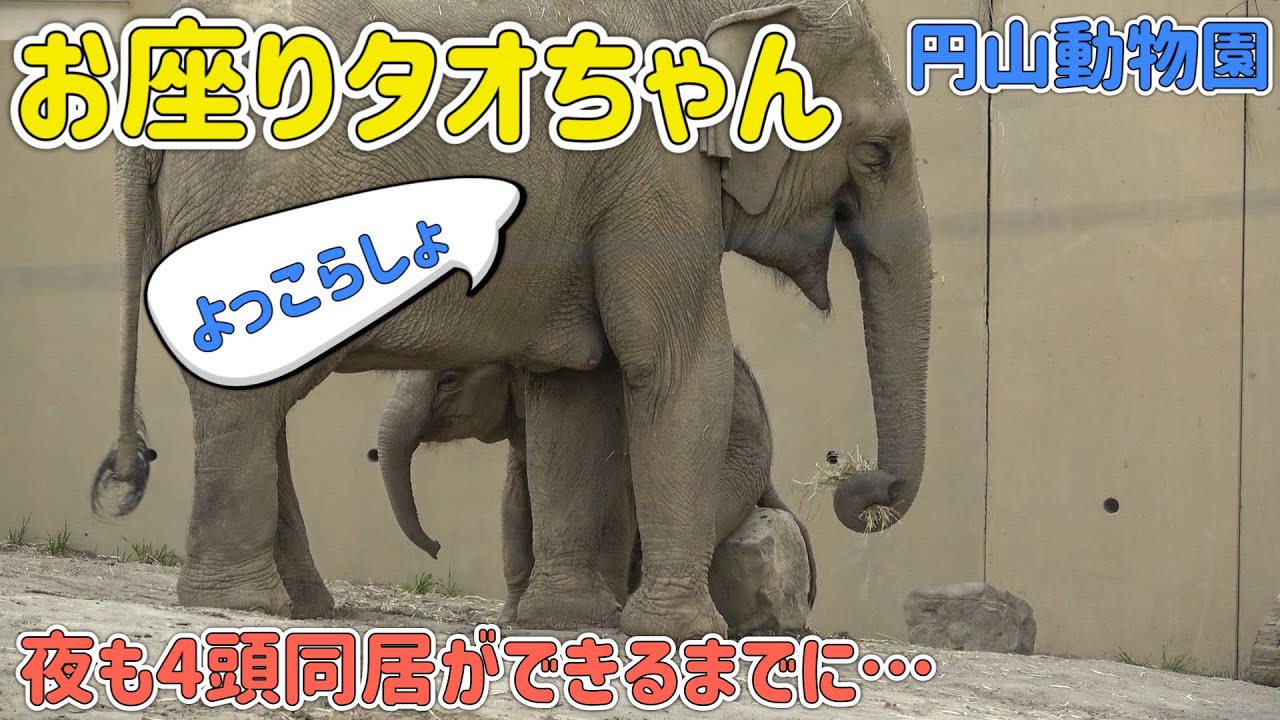 【円山動物園タオ】行かないでニャインちゃん。ニャインの足を止めるタオちゃん。夜も4頭同居で過ごせるように。