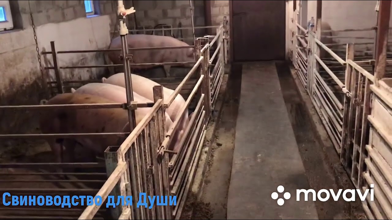 Сарай для свиней из Шлакоблока//Сколько стоит построить сарай такой как у нас?