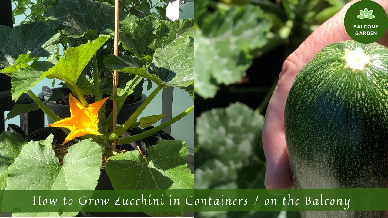 How to Grow Zucchini in Containers / on the Balcony | From Seed to Harvest