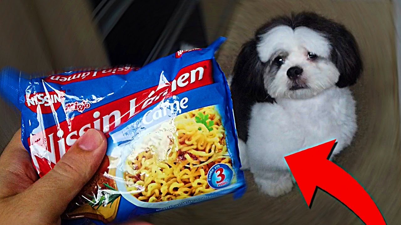O Primeiro miojo de 2022 .. fazendo miojo com um cachorro