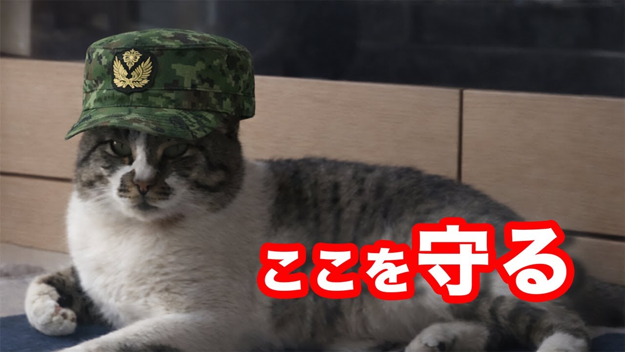 野良猫家ガチャに挑む!７