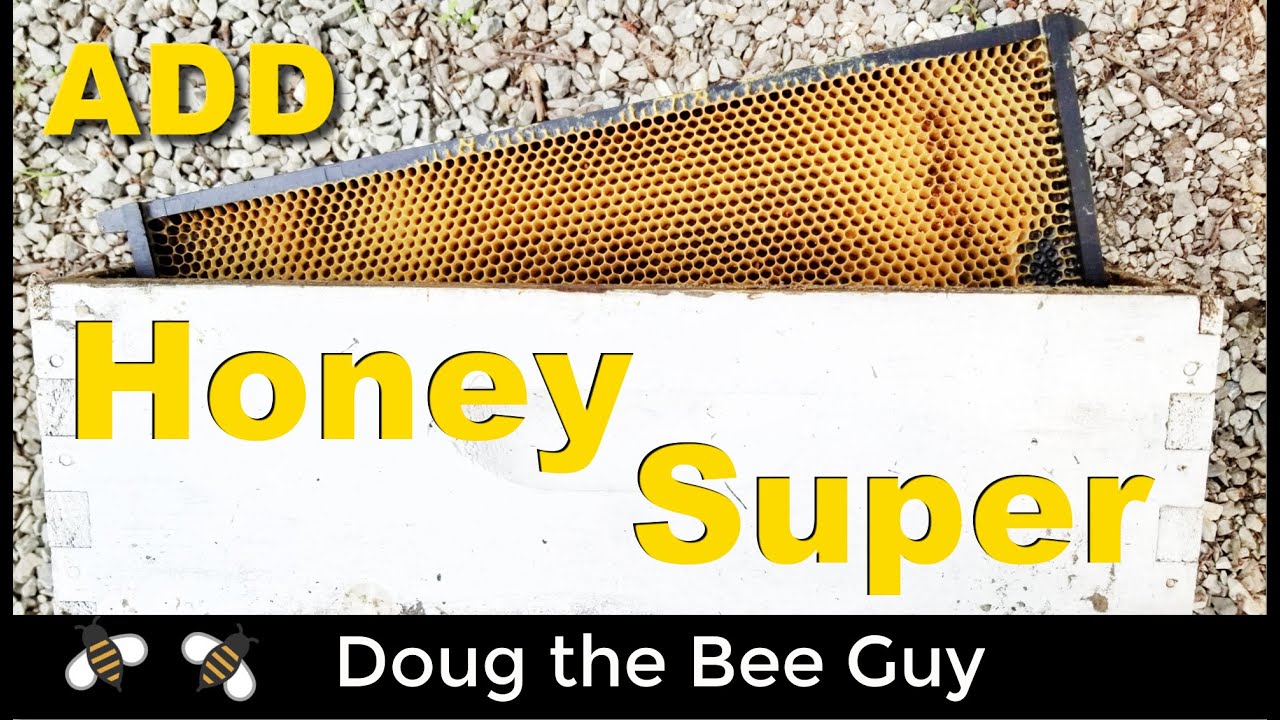 How and When to Add Honey Supers During the Honey Harvest Season