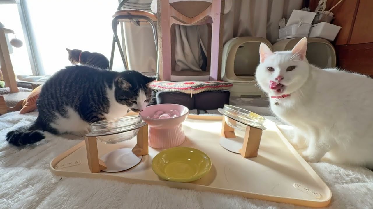 ぽかぽか良いお天気だね朝ごはん【26年2月13日その2】
