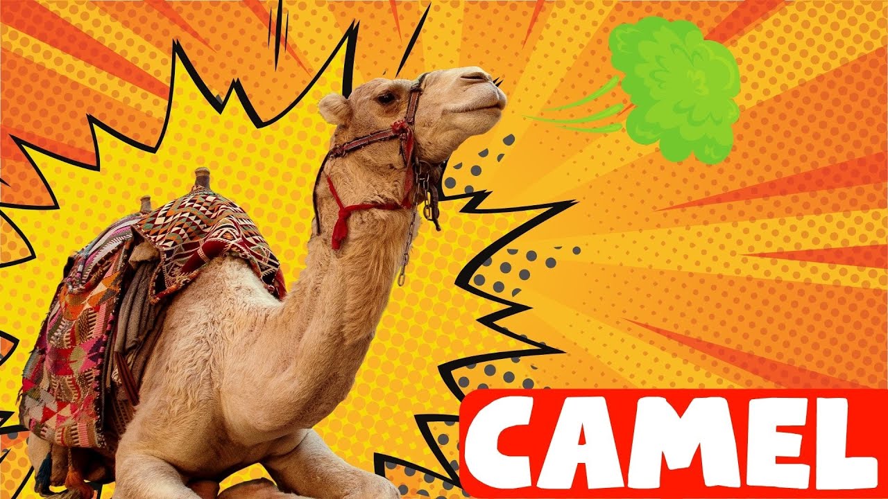 The spitting camel - Fun facts about camels for kids