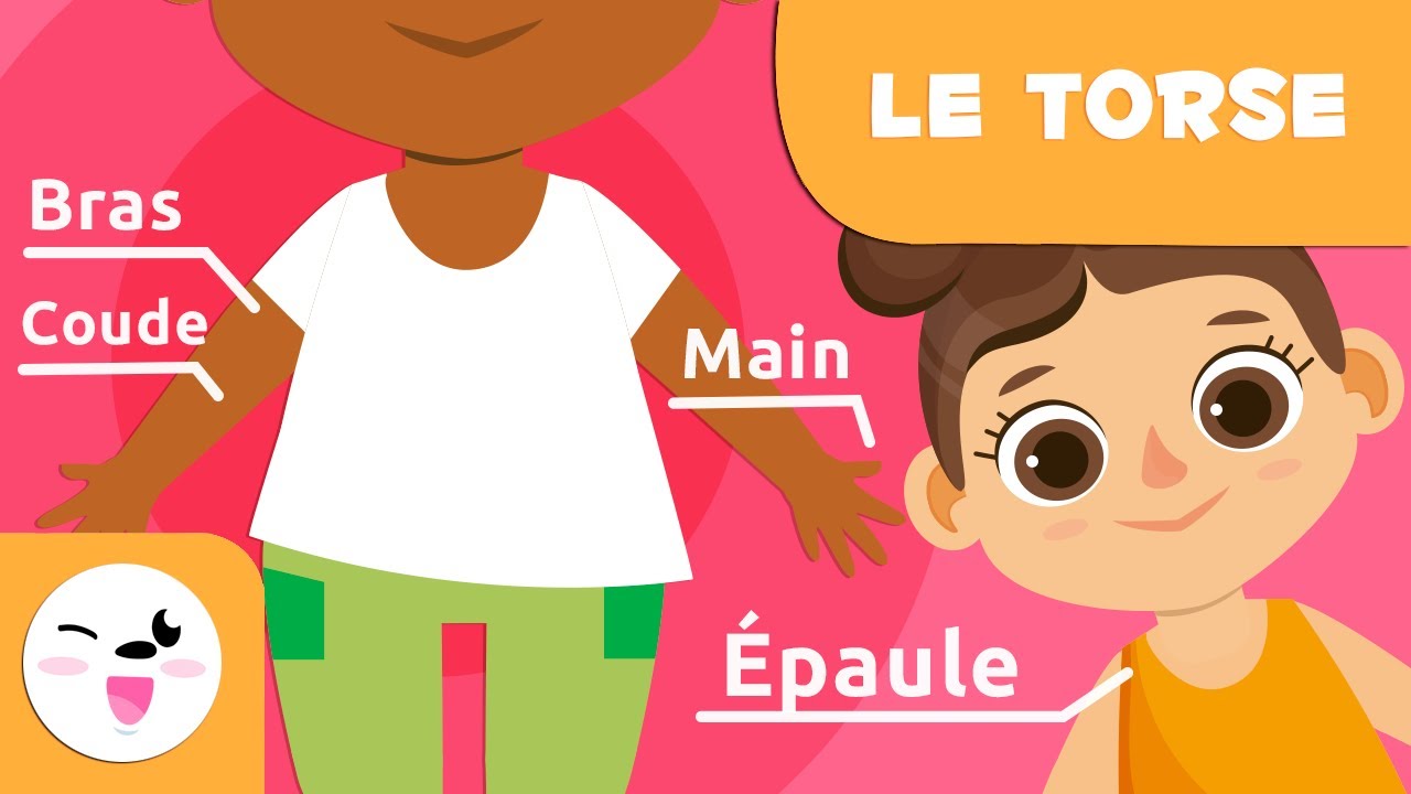 Les parties du corps humain | Le torse | Vocabulaire pour les enfants