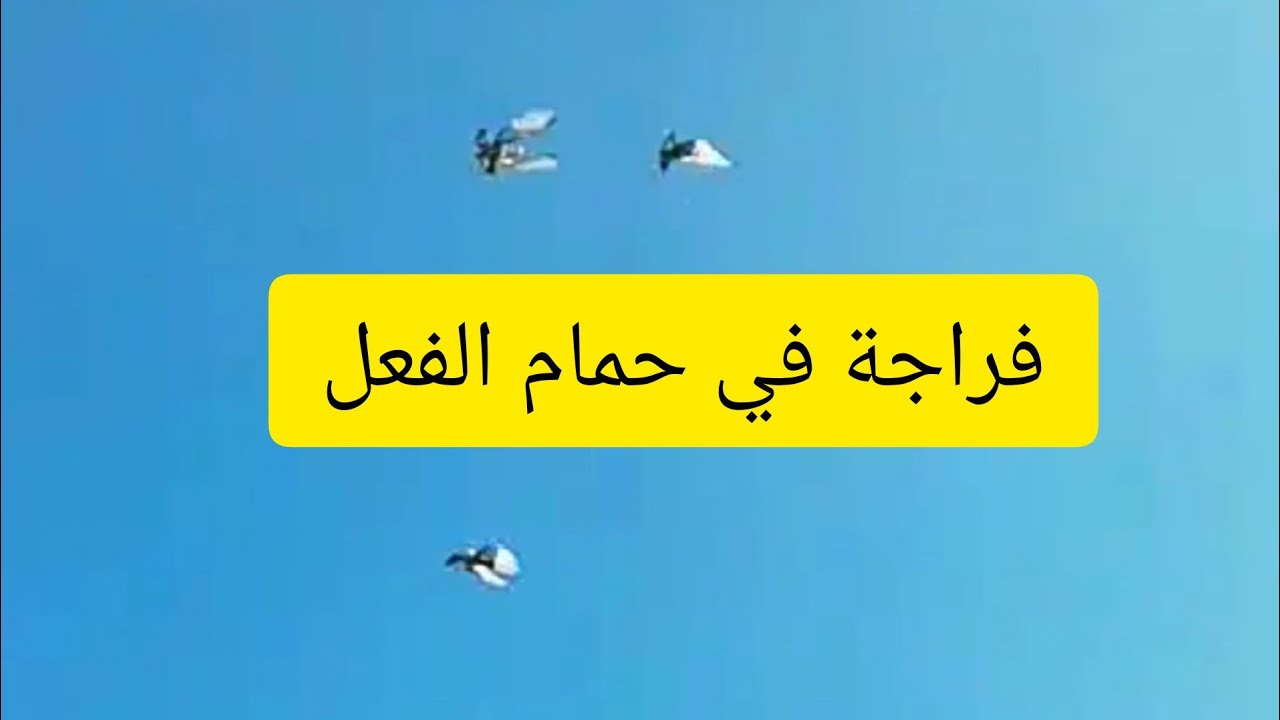 ⚡فراجة ممتازة مع شباب كسابة مراكش 🥇 نمادج طيران حمام الفعل🕊️❤️
