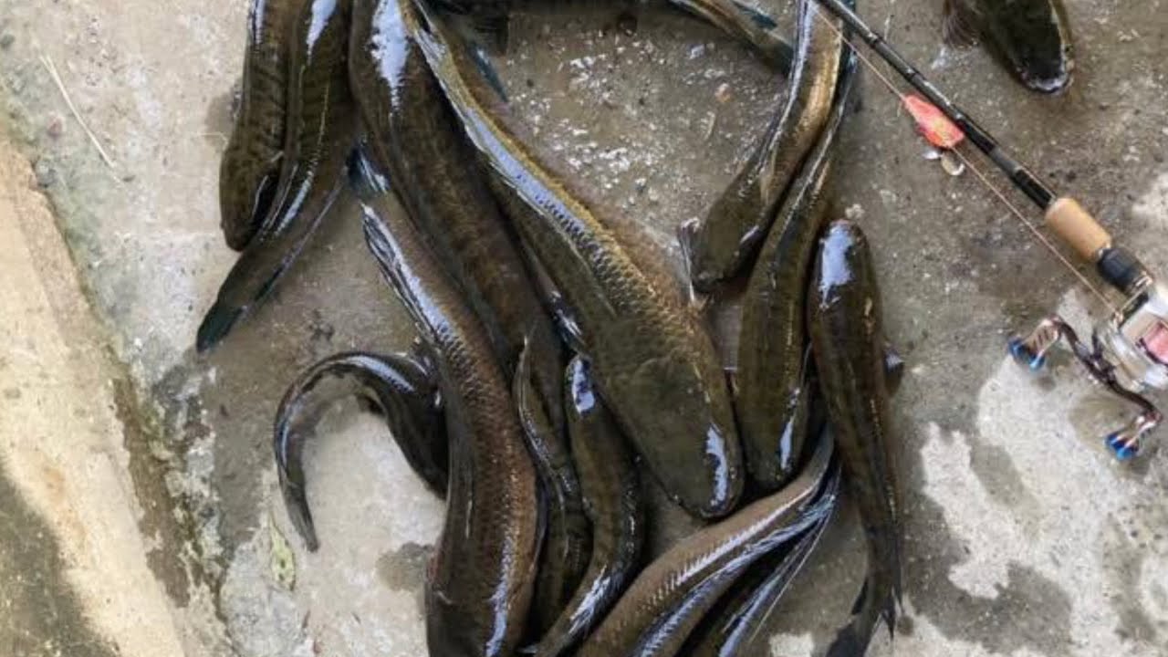 idaman..! Mancing ikan gabus di sungai liar