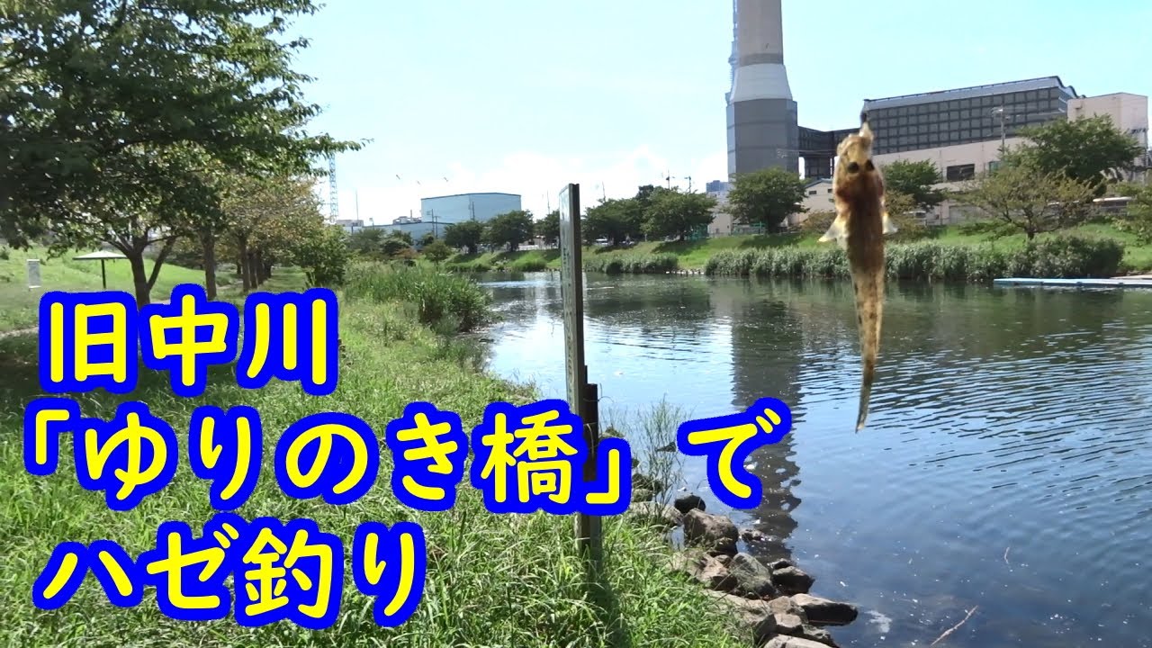 旧中川「ゆりのき橋」でハゼ釣り【橋の下は涼しくて快適！】