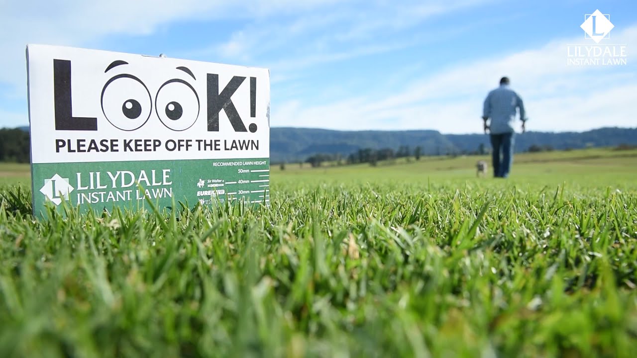 Why Jason Hodges uses Lilydale Instant Lawn?