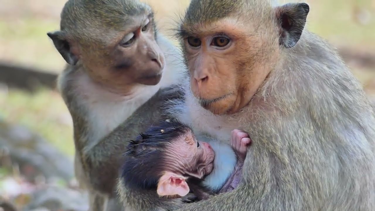 A baby monkey collapsed on the grass by the male,​ when the mother neglected safety