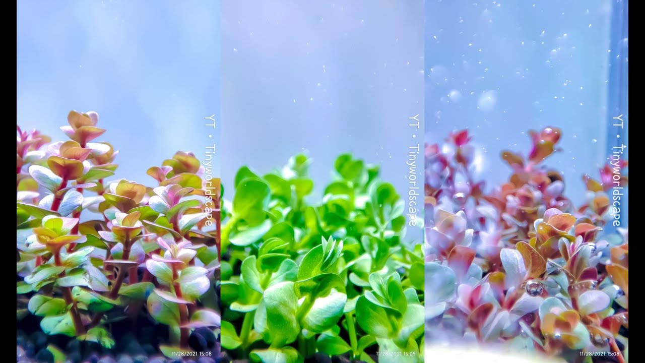 Aquascape tema 