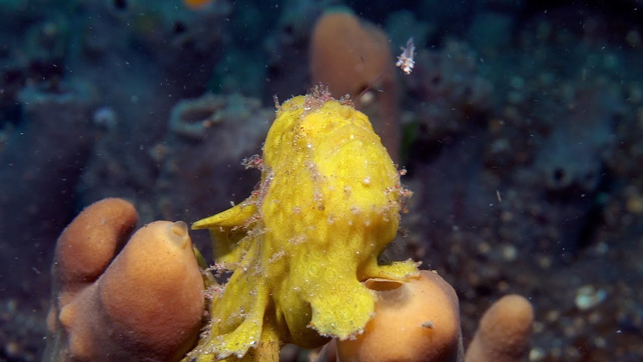 Muck Diving Lembeh Strait, December 2022